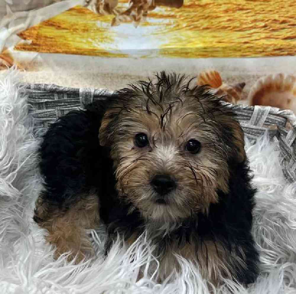 Female Morkie Puppy for Sale in Monroeville, PA