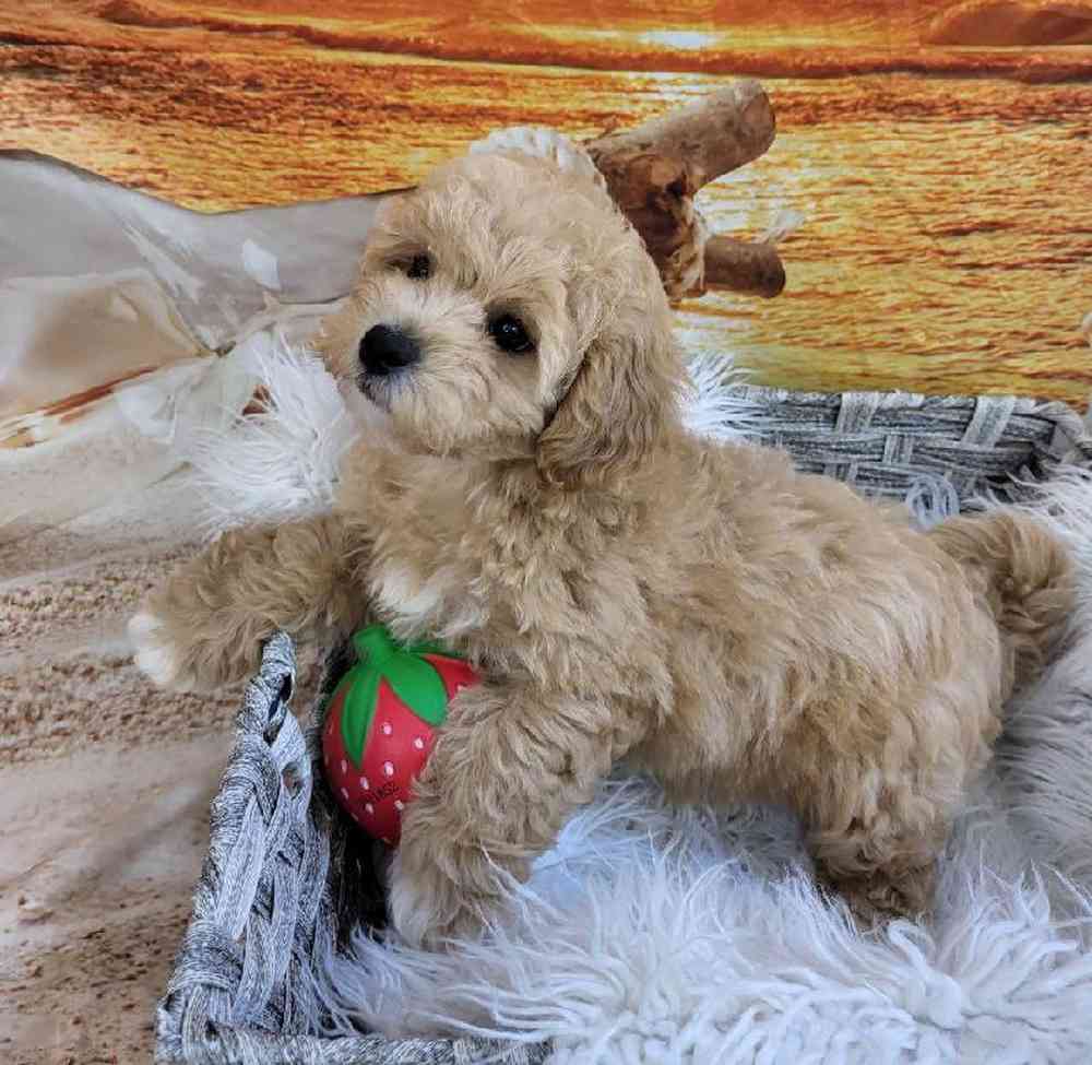 Female Shipoo Puppy for Sale in Monroeville, PA