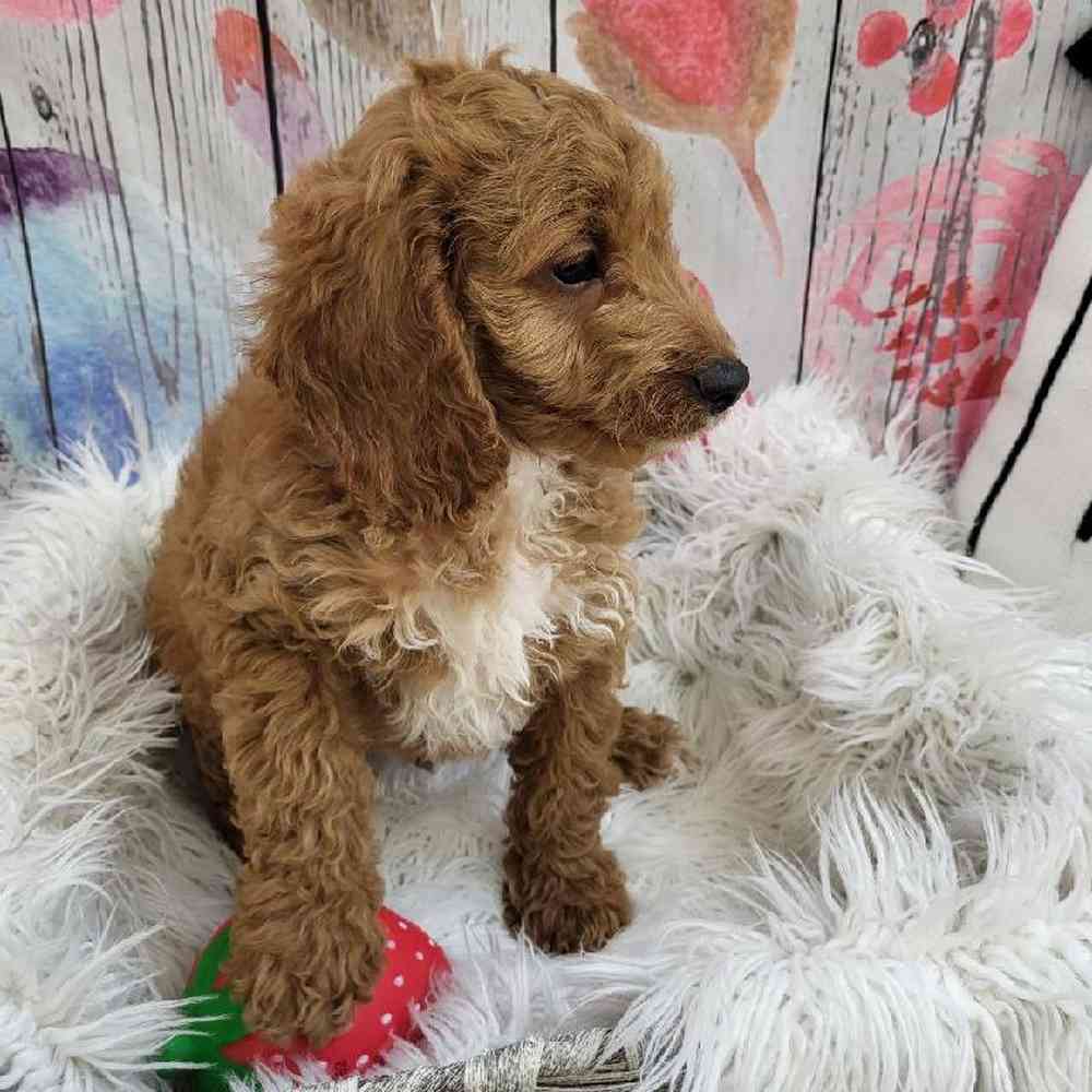 Male Cavapoo Puppy for Sale in Monroeville, PA