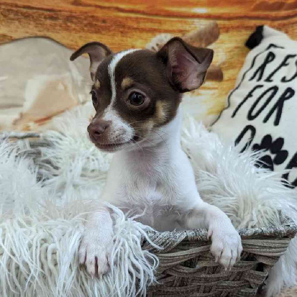 Male Chihuahua Puppy for Sale in Monroeville, PA