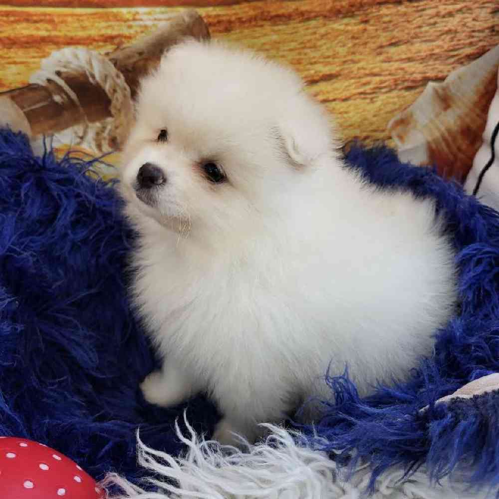 Male Pomeranian Puppy for Sale in Monroeville, PA