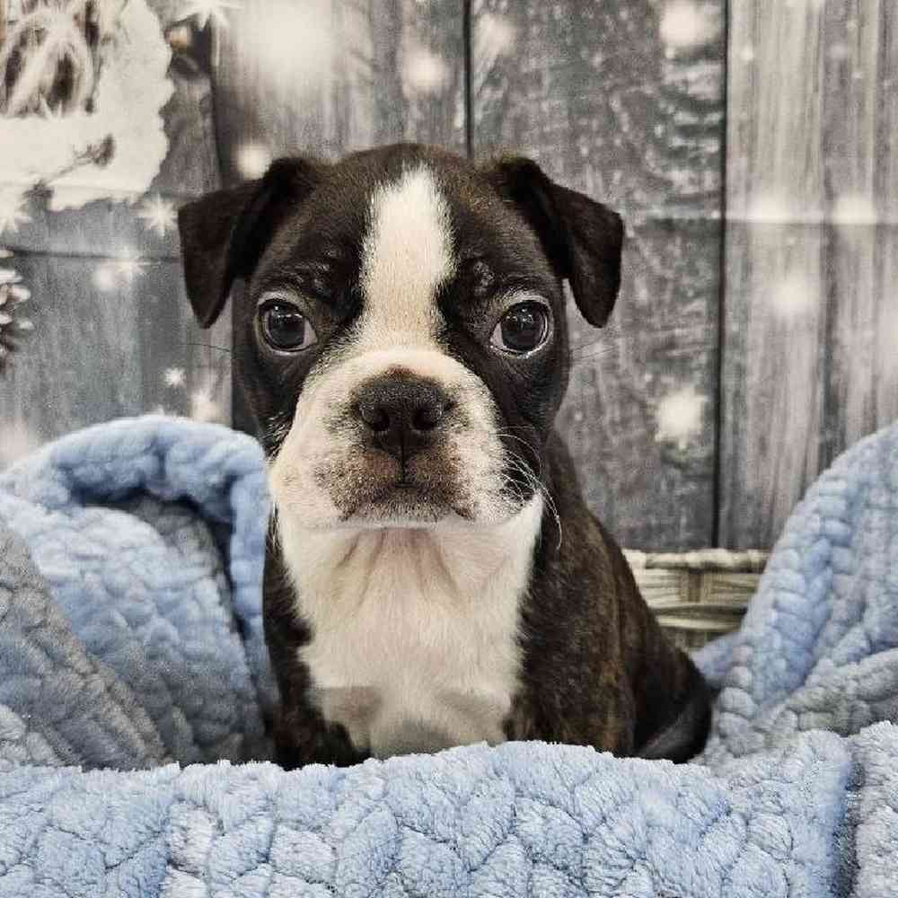 Male Boston Terrier Puppy for Sale in Monroeville, PA