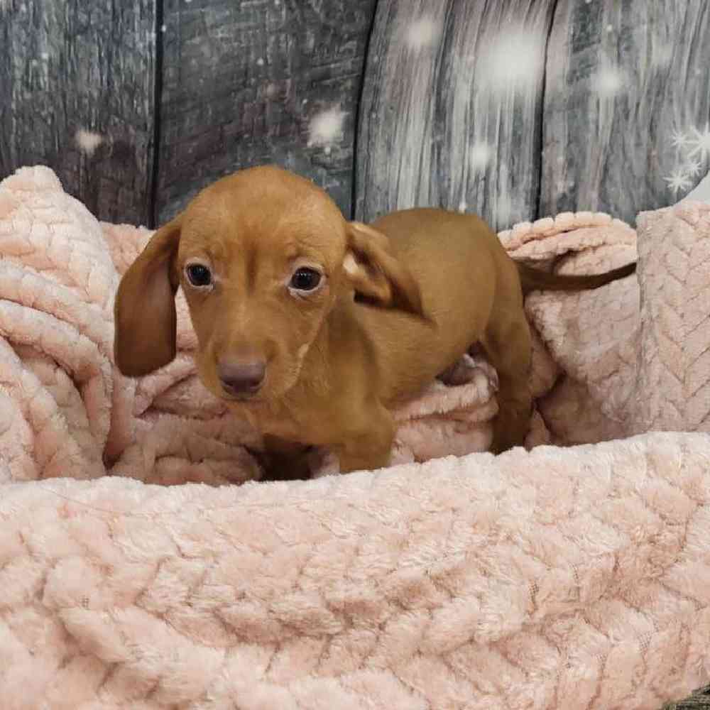 Female Dachshund Puppy for Sale in Monroeville, PA