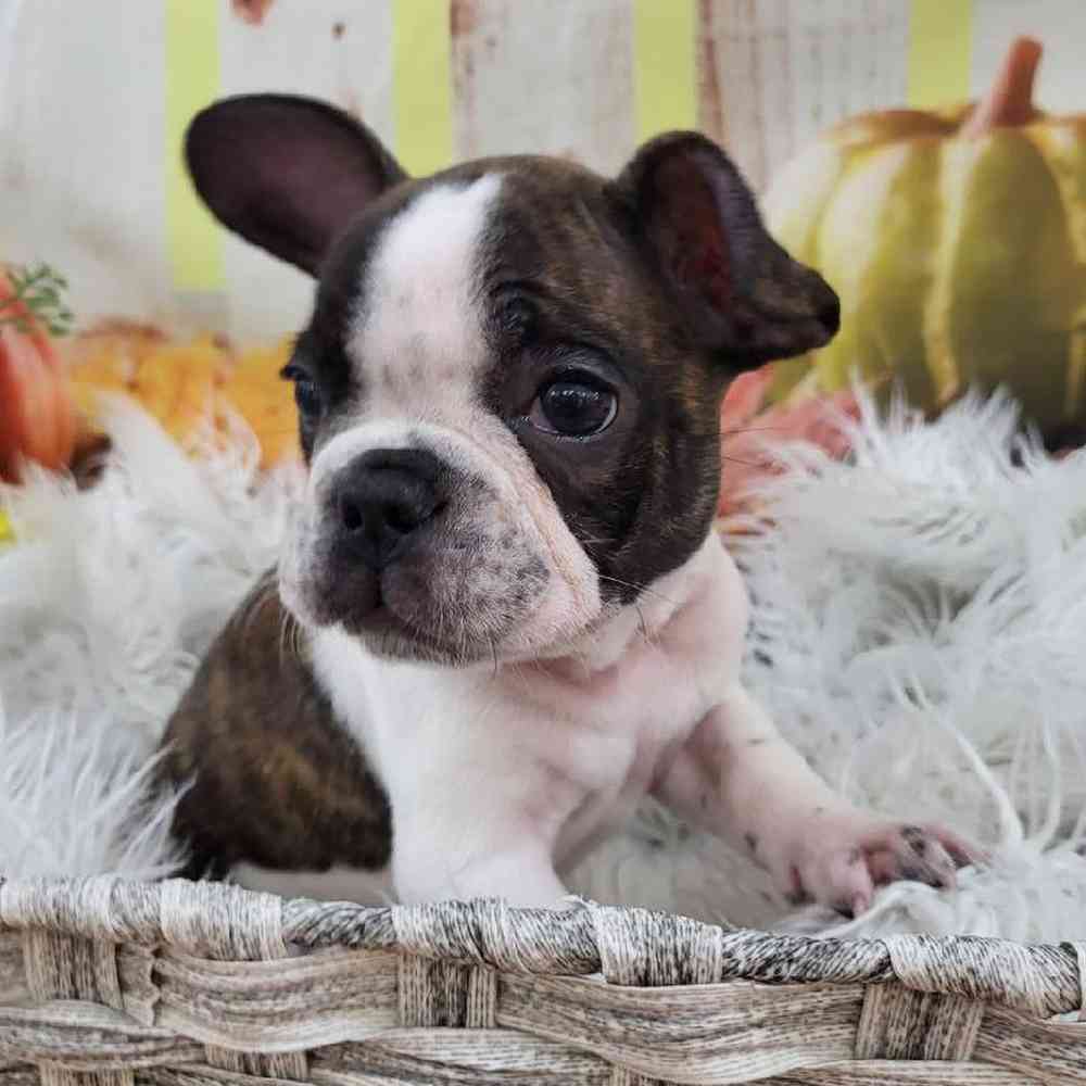 Male French Bulldog Puppy for Sale in Monroeville, PA