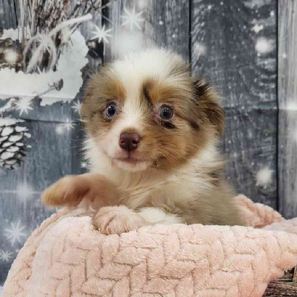 Female Toy Australian Shepherd Puppy for Sale in Monroeville, PA