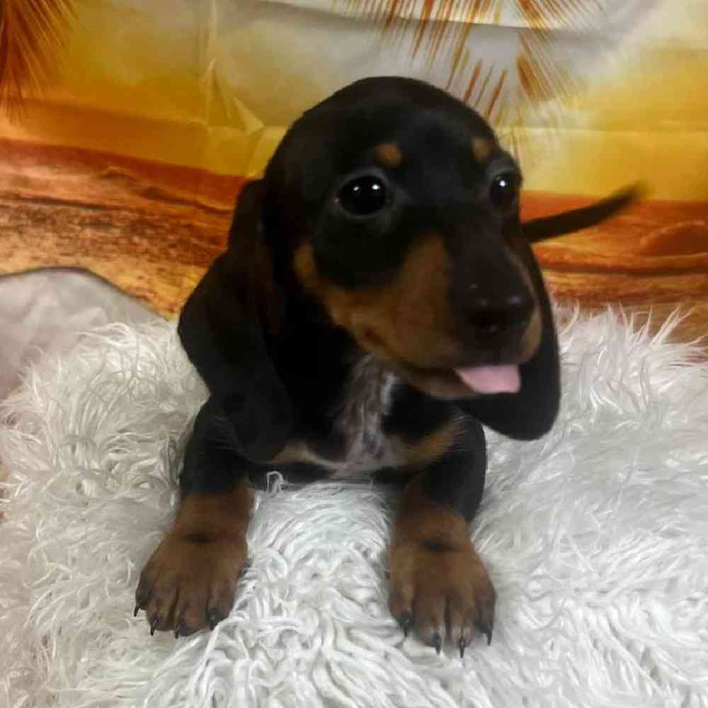 Female Dachshund Puppy for Sale in Monroeville, PA