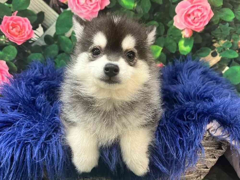 Pomsky 2nd gen. image