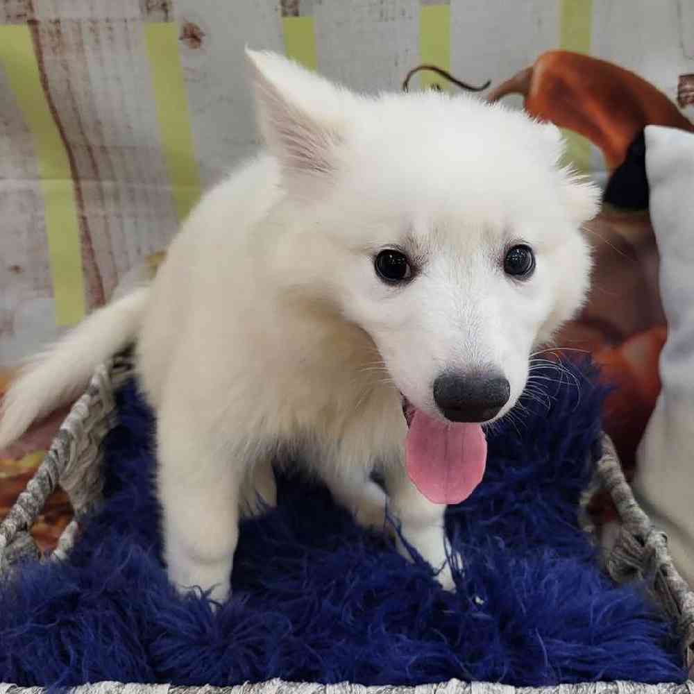 Male American Eskimo Puppy for Sale in Monroeville, PA