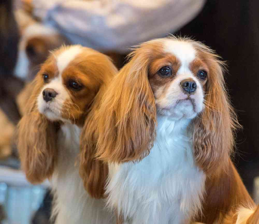 Cavalier King Charles Spaniel Puppies for Sale