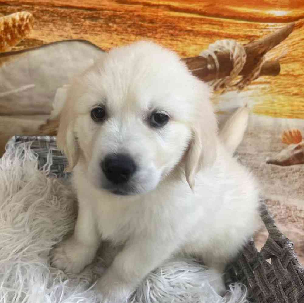 Female Golden Retriever Puppy for Sale in Monroeville, PA