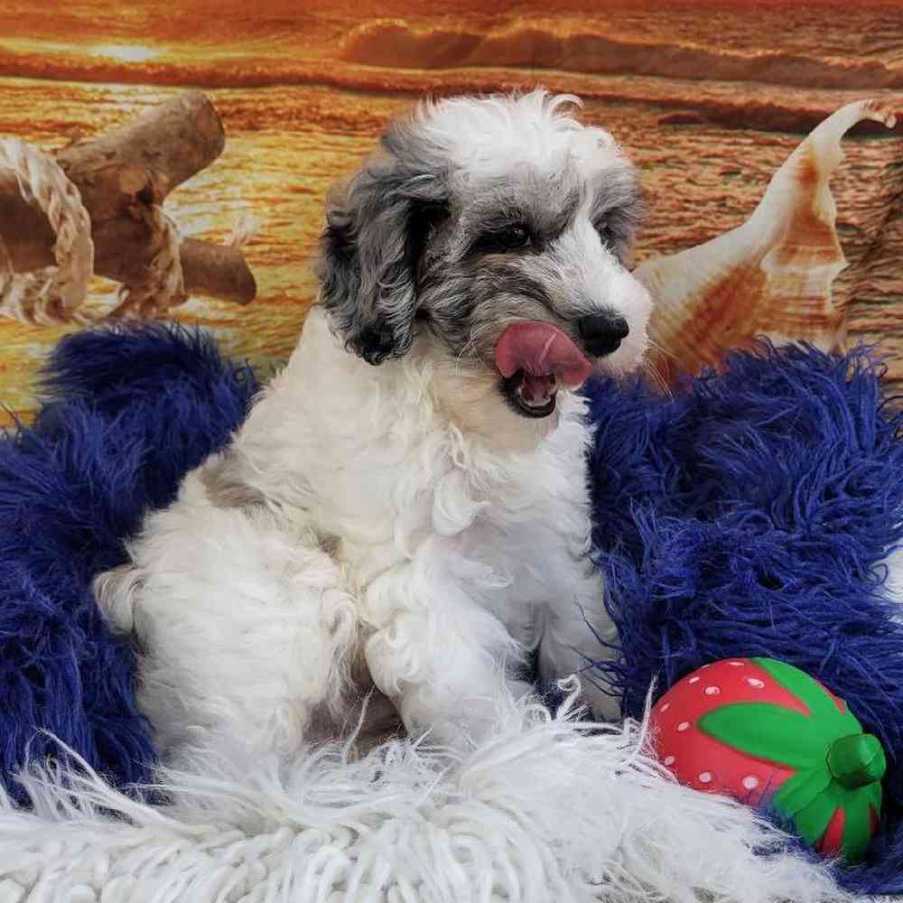 Male Schnoodle Puppy for Sale in Monroeville, PA