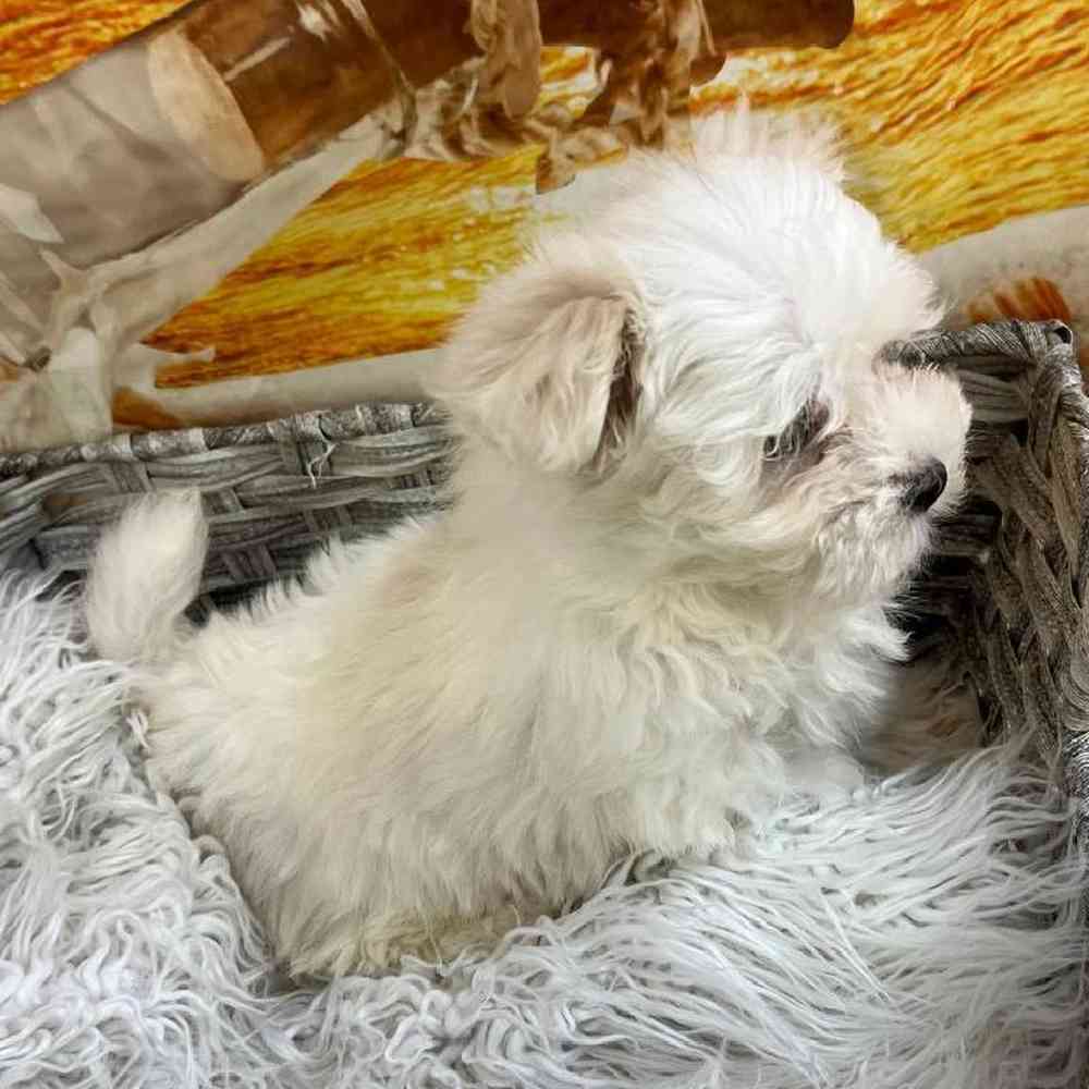 Male Maltese Puppy for Sale in Monroeville, PA