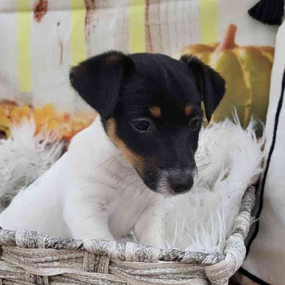 Female Jack Russell Terrier Puppy for Sale in Monroeville, PA