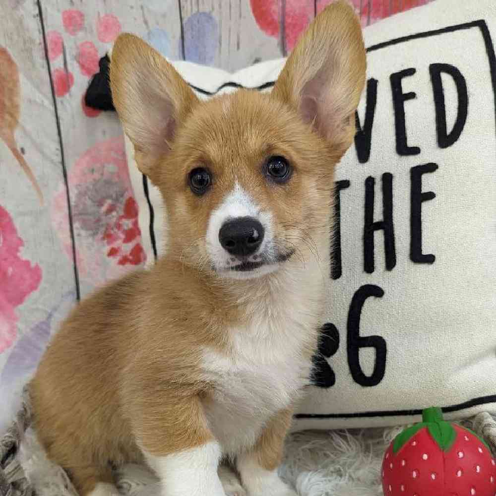 Female Pembroke Welsh Corgi Puppy for Sale in Monroeville, PA