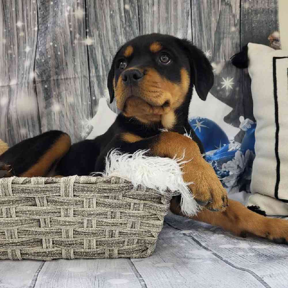 Female Rottweiler Puppy for Sale in Monroeville, PA