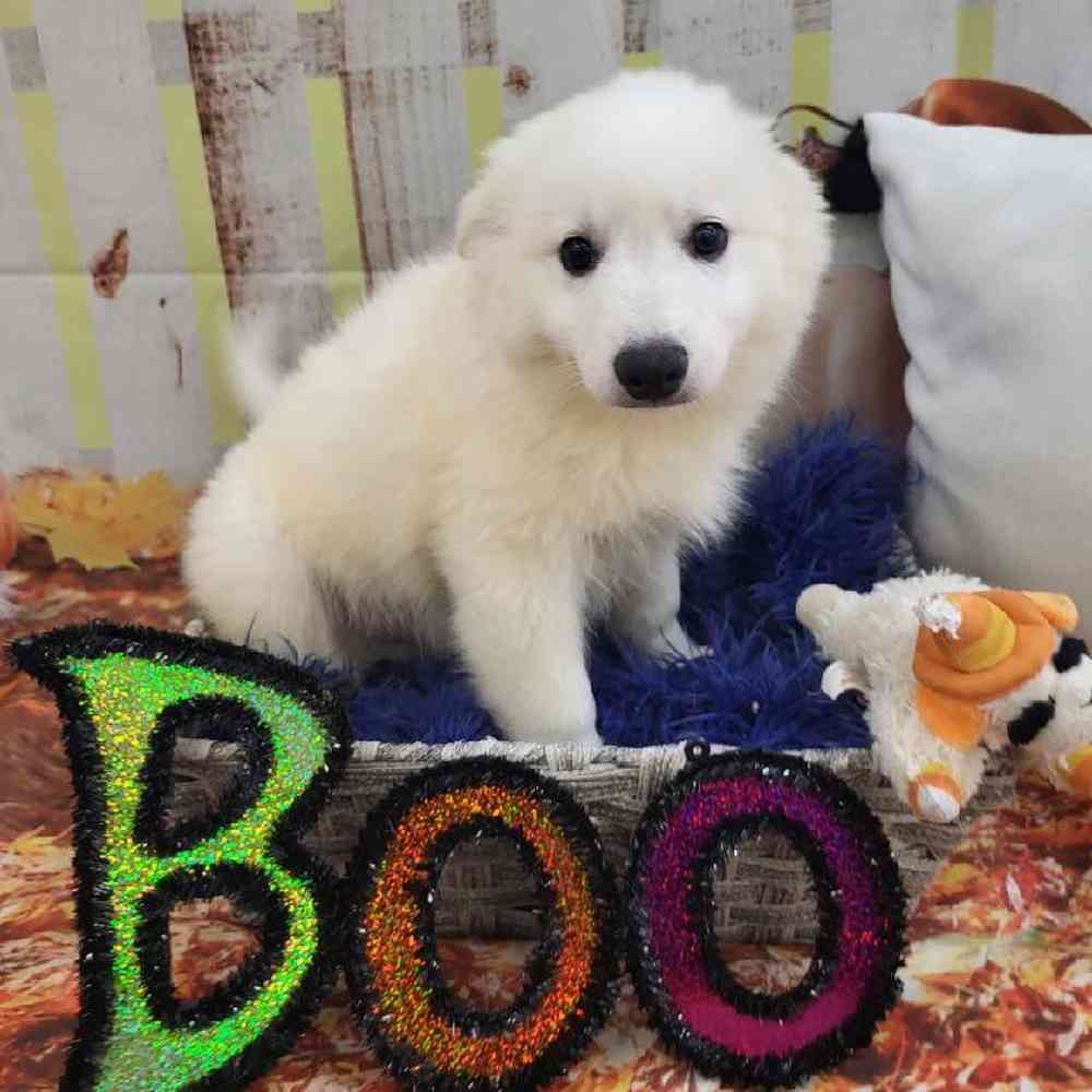 Male American Eskimo Puppy for Sale in Monroeville, PA