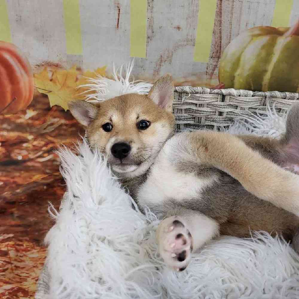 Male Shiba Inu Puppy for Sale in Monroeville, PA