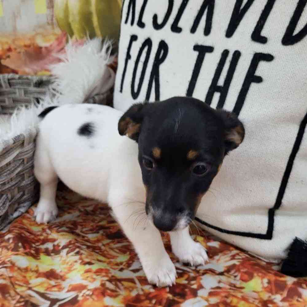 Female Jack Russell Terrier Puppy for Sale in Monroeville, PA