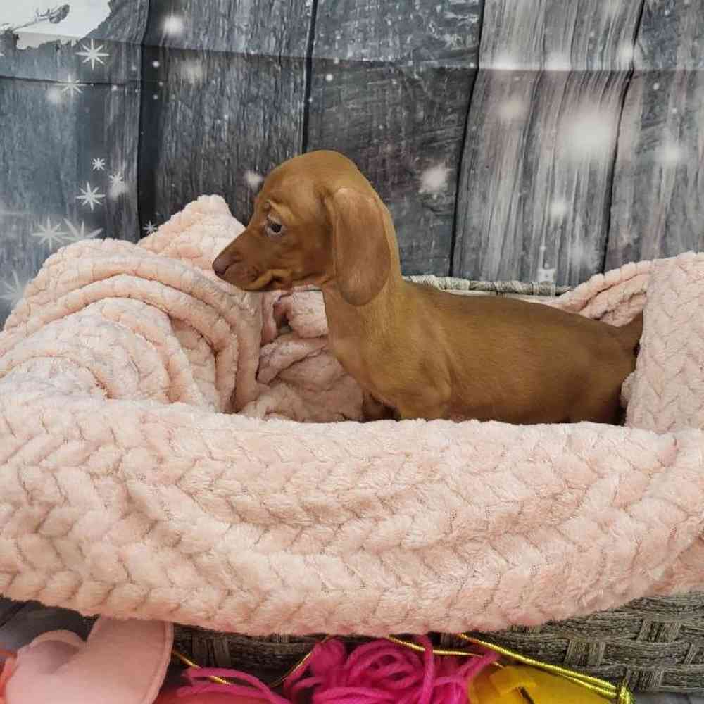 Female Dachshund Puppy for Sale in Monroeville, PA