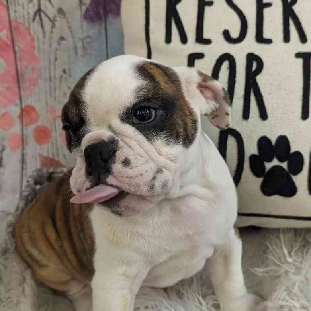 Male English Bulldog Puppy for Sale in Monroeville, PA