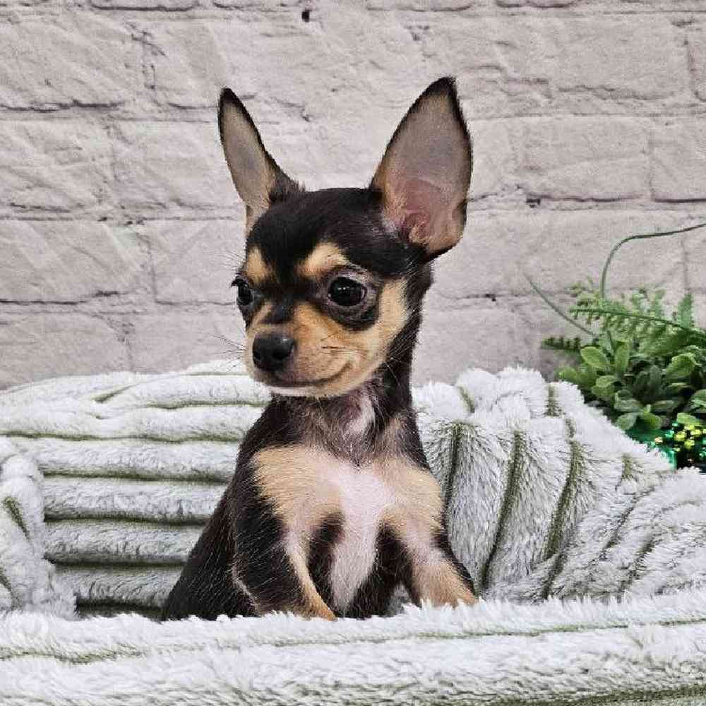 Female Chihuahua Puppy for Sale in Monroeville, PA