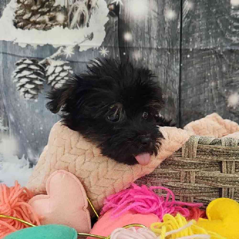 Female Morkie Puppy for Sale in Monroeville, PA