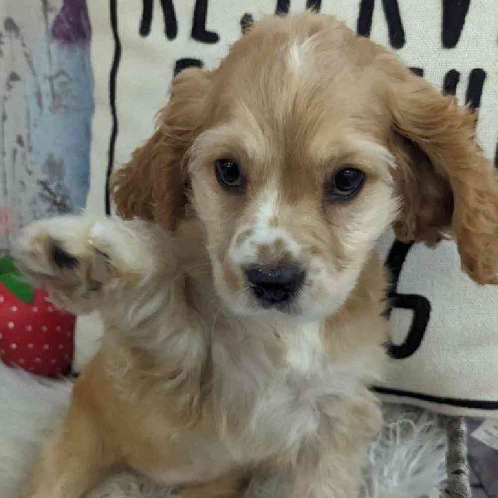 Female Cocker Spaniel Puppy for Sale in Monroeville, PA