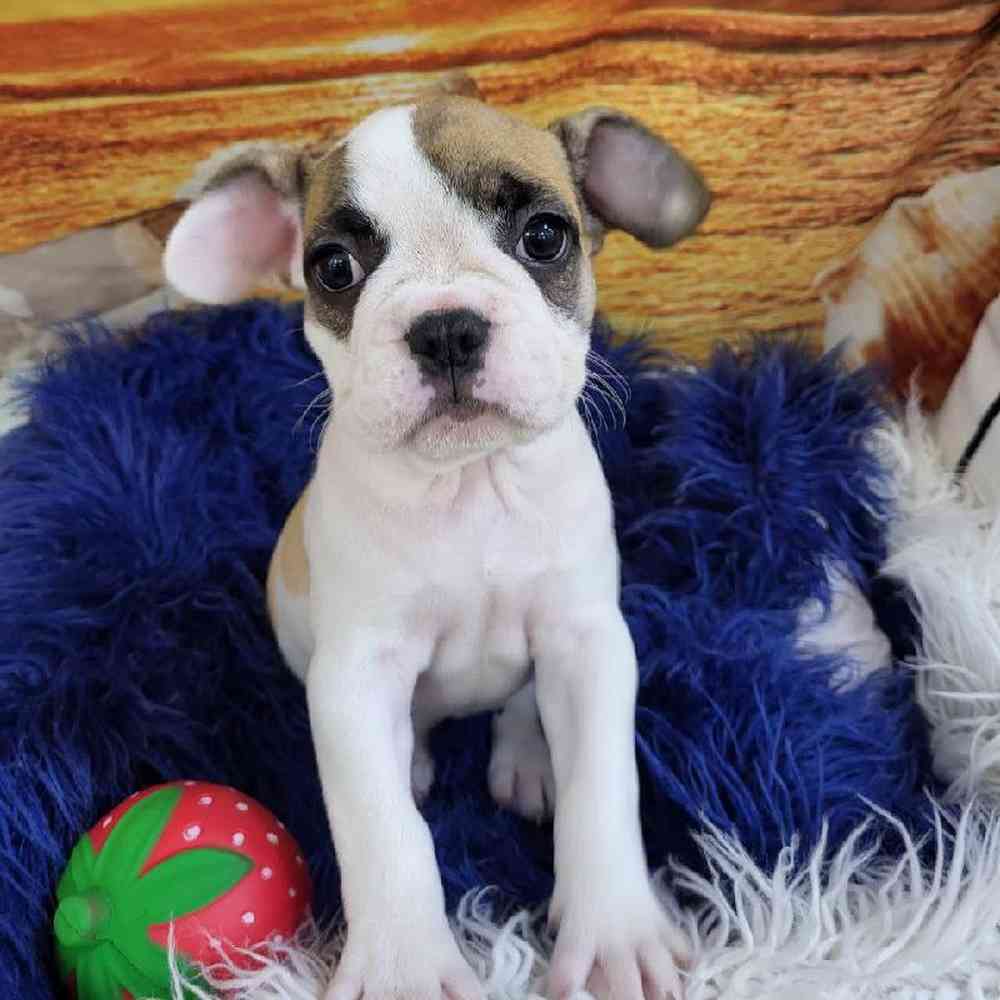 Female French Bulldog Puppy for Sale in Monroeville, PA