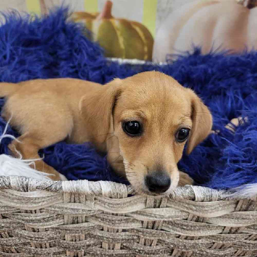 Female Chiweenie Puppy for Sale in Monroeville, PA