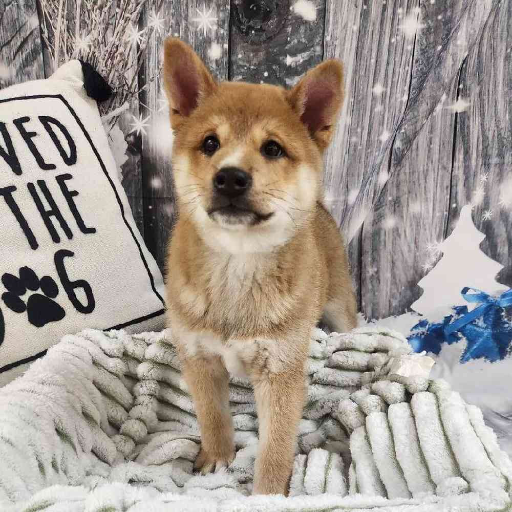 Male Shiba Inu Puppy for Sale in Monroeville, PA