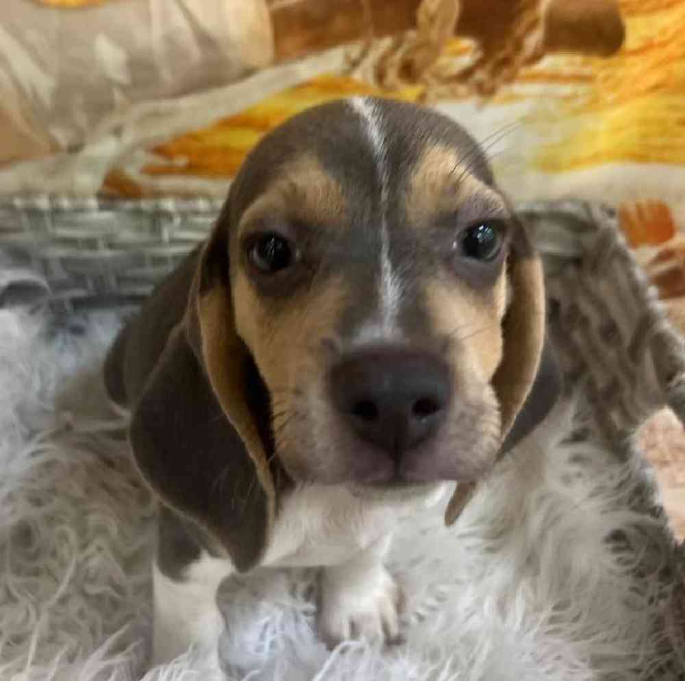 Male Beagle Puppy for Sale in Monroeville, PA