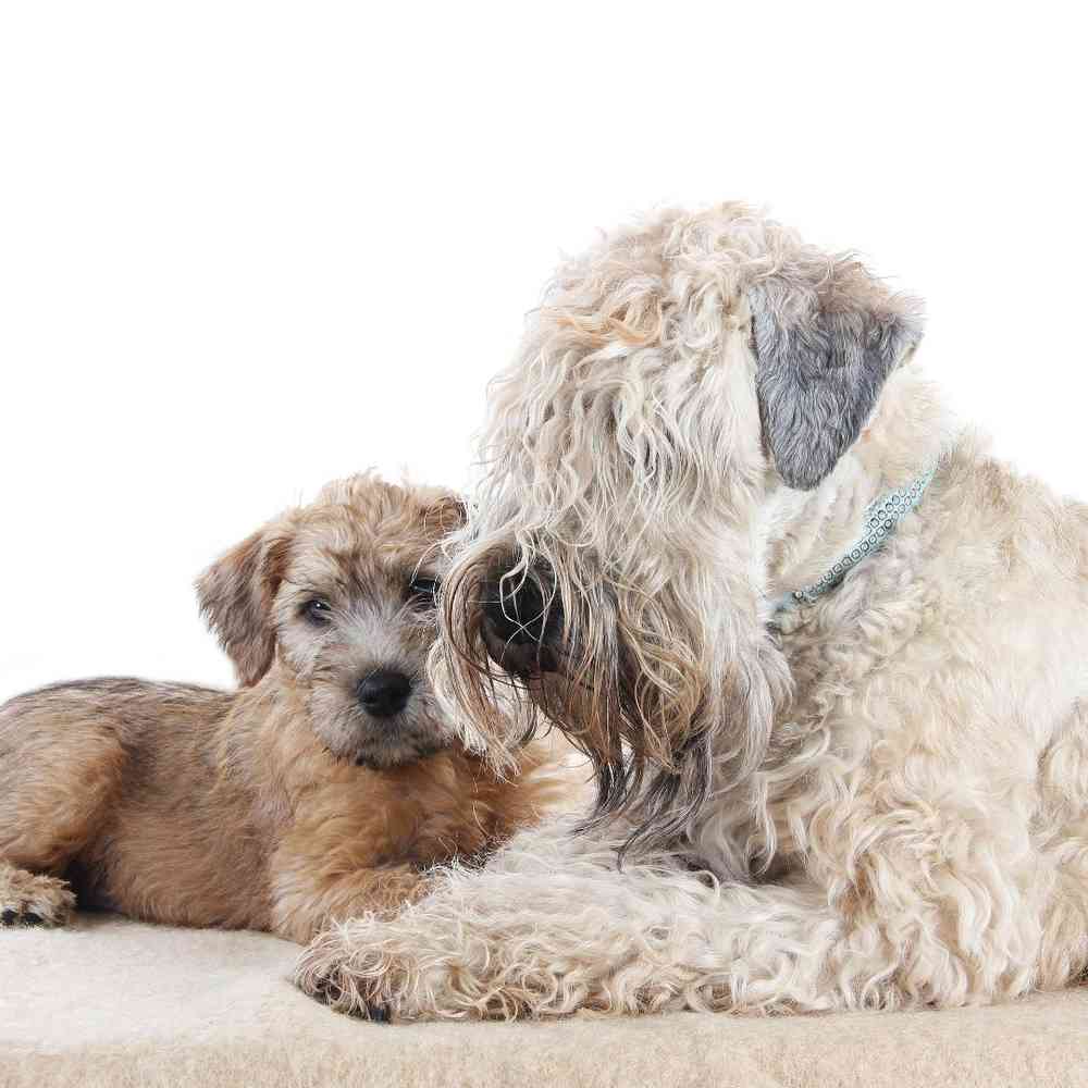 Soft Coated Wheaten Terrier Puppies for Sale