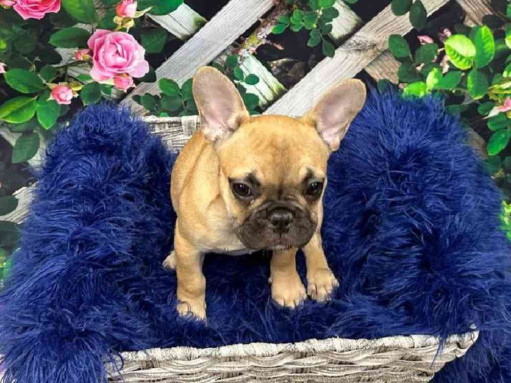 Female French Bulldog Puppy for Sale in Pittsburgh, PA