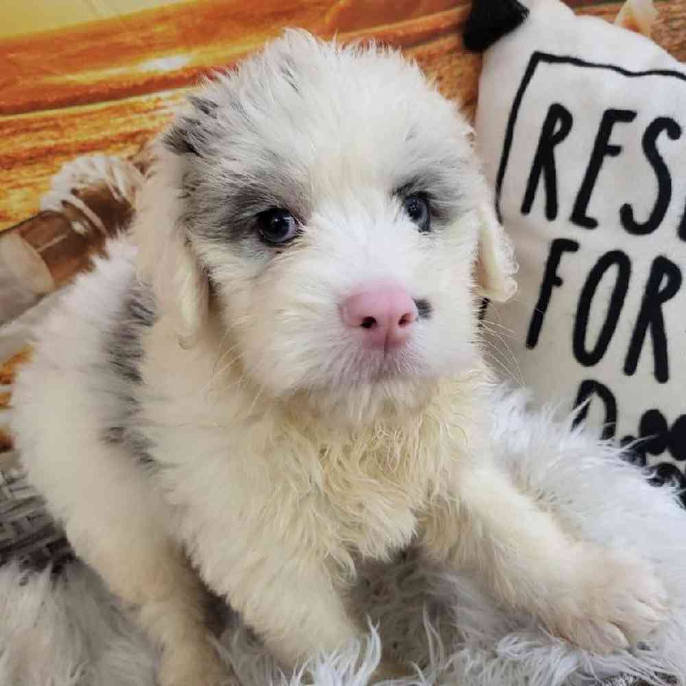 Male Mini Aussiedoodle Puppy for Sale in Monroeville, PA