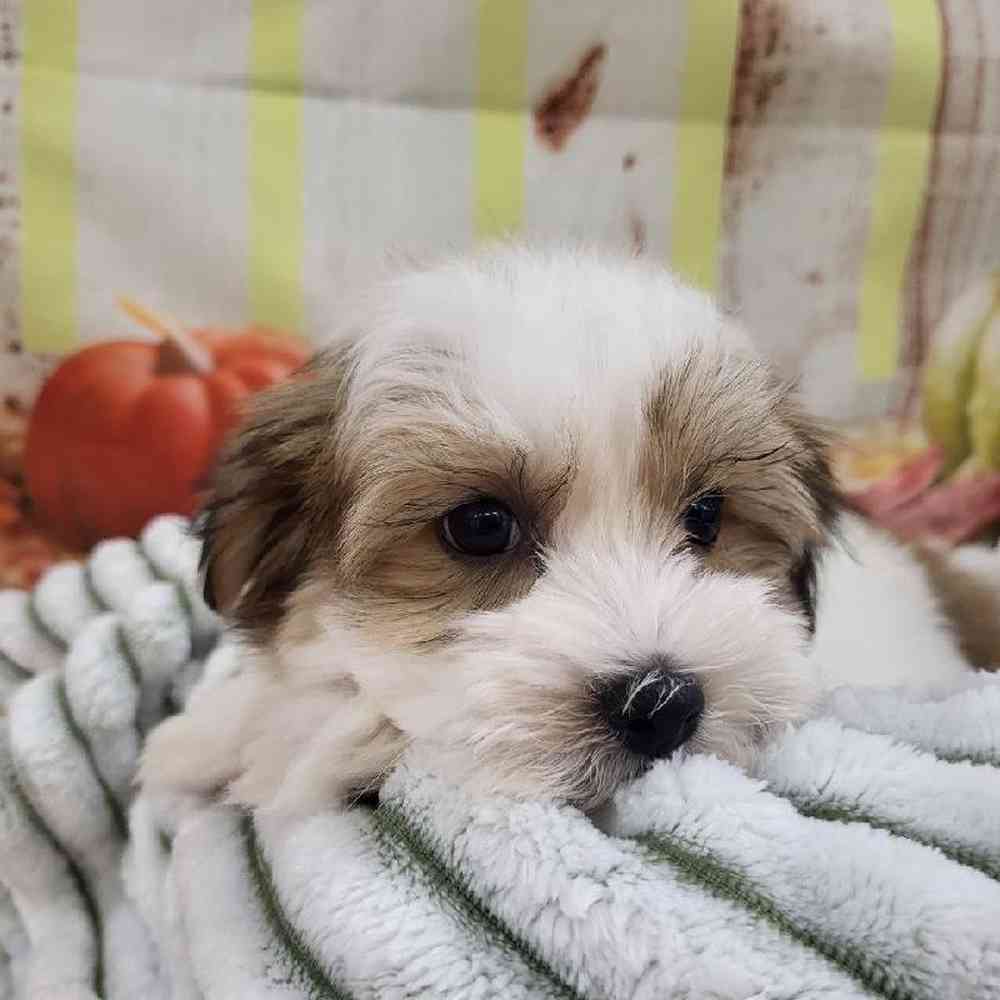 Male Havanese Puppy for Sale in Monroeville, PA