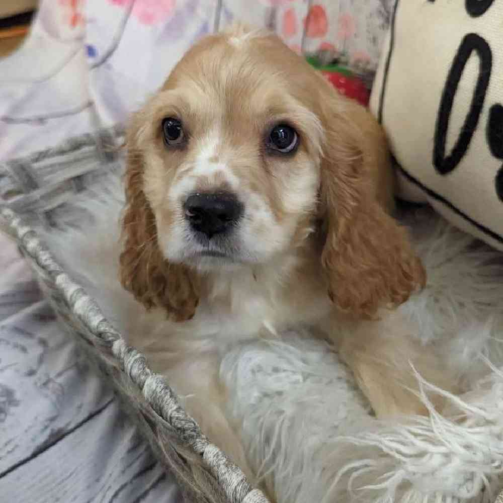 Female Cocker Spaniel Puppy for Sale in Monroeville, PA