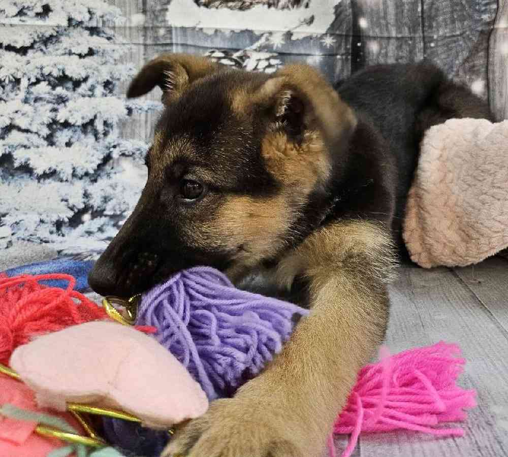 Female German Shepherd Puppy for Sale in Monroeville, PA