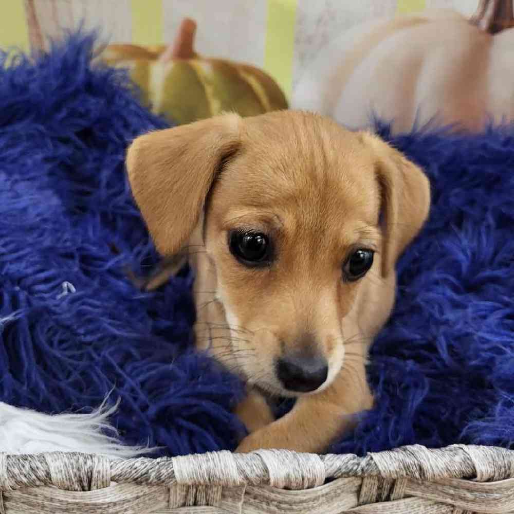 Female Chiweenie Puppy for Sale in Monroeville, PA