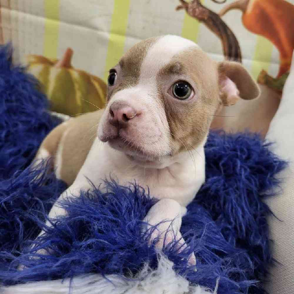 Male Boston Terrier Puppy for Sale in Monroeville, PA