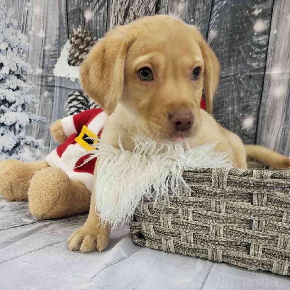 Male Labrador Retriever Puppy for Sale in Monroeville, PA