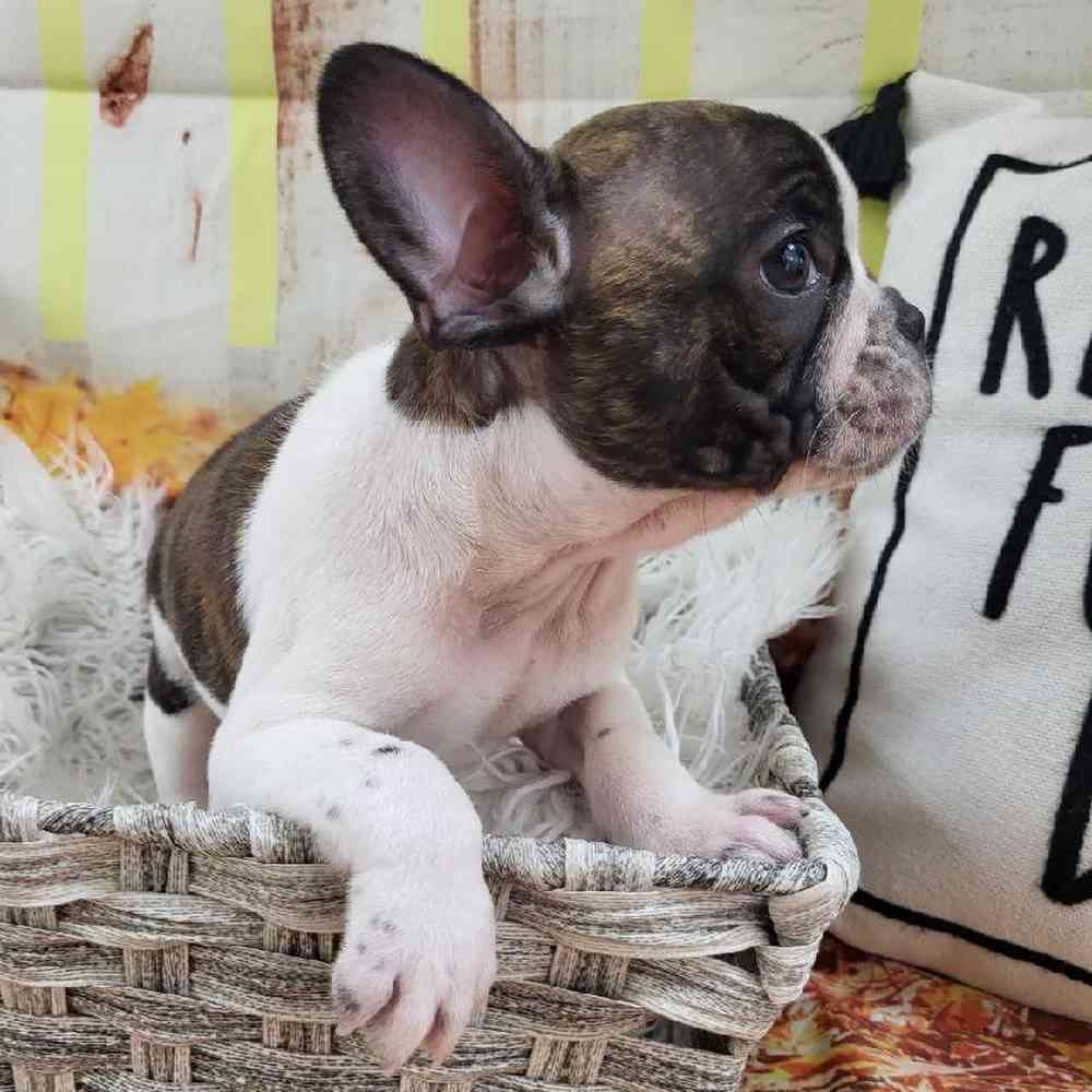 Male French Bulldog Puppy for Sale in Monroeville, PA