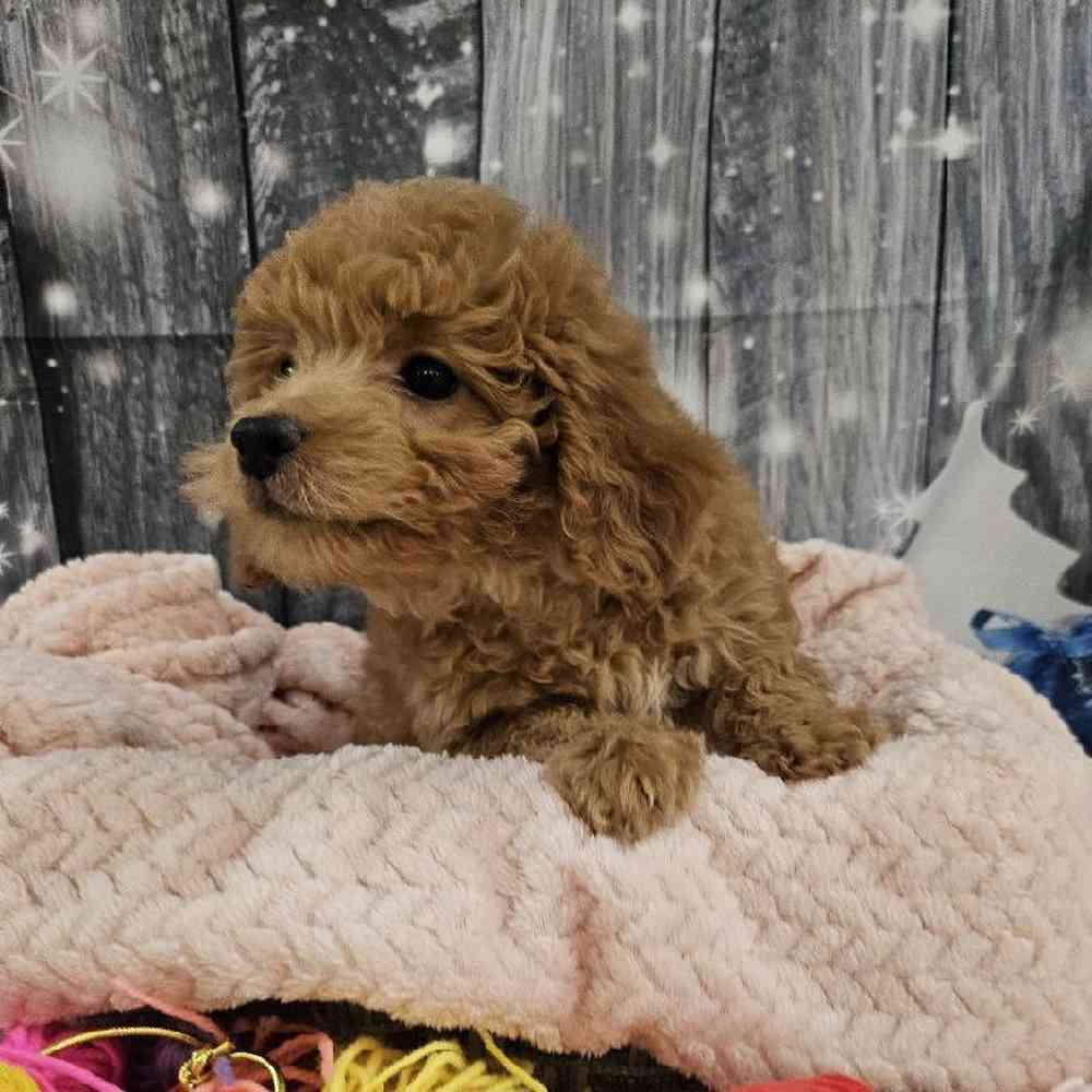 Female Mini Goldendoodle 2nd Gen. Puppy for Sale in Monroeville, PA