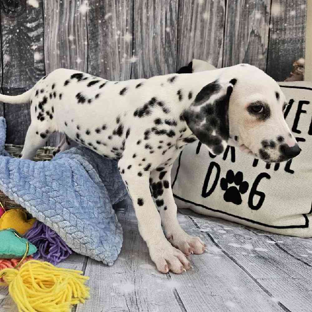 Male Dalmatian Puppy for Sale in Monroeville, PA