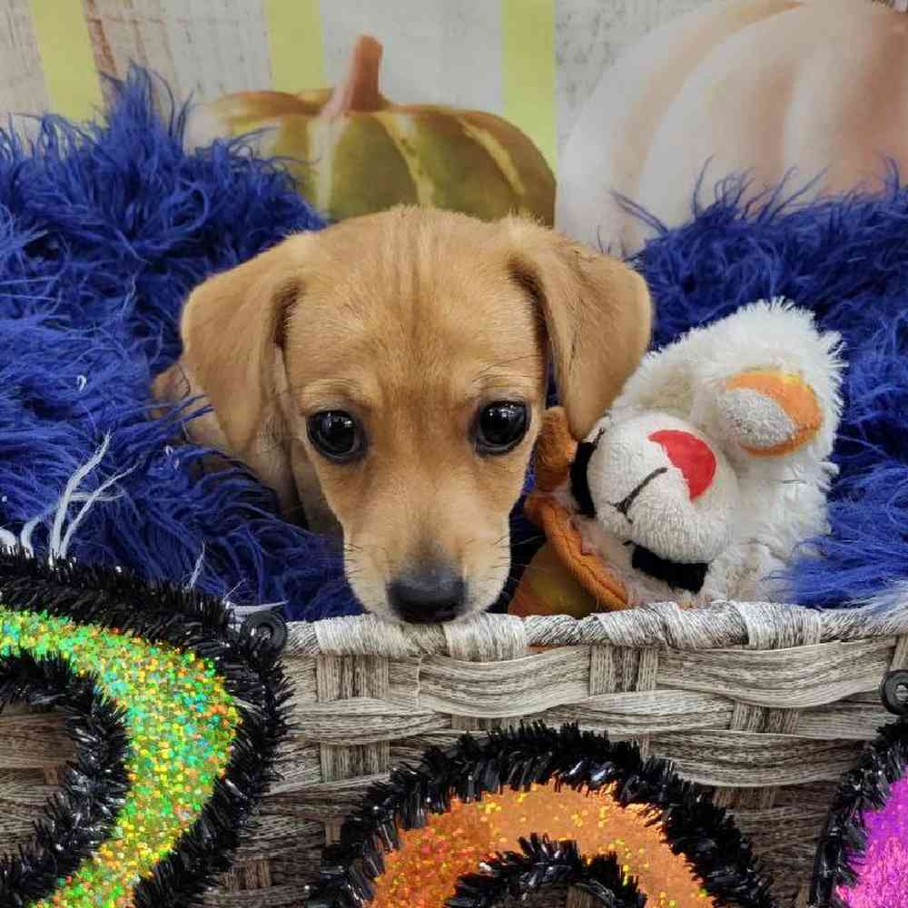 Female Chiweenie Puppy for Sale in Monroeville, PA