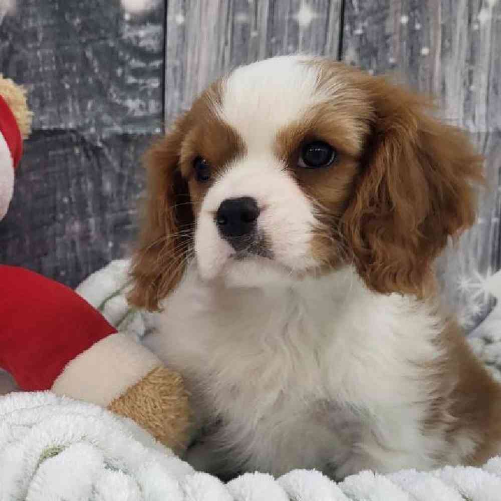 Male Cavalier King Charles Spaniel Puppy for Sale in Monroeville, PA