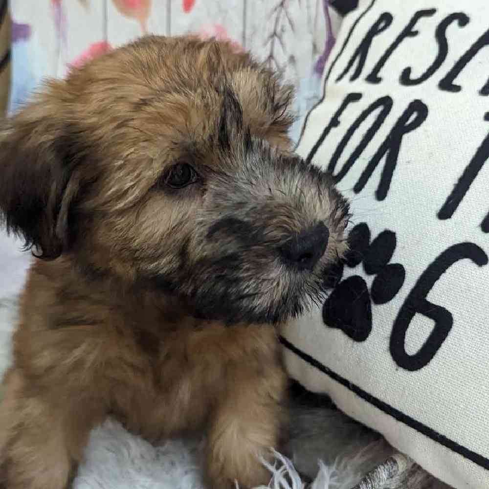 Male Soft Coated Wheaten Terrier Puppy for Sale in Monroeville, PA