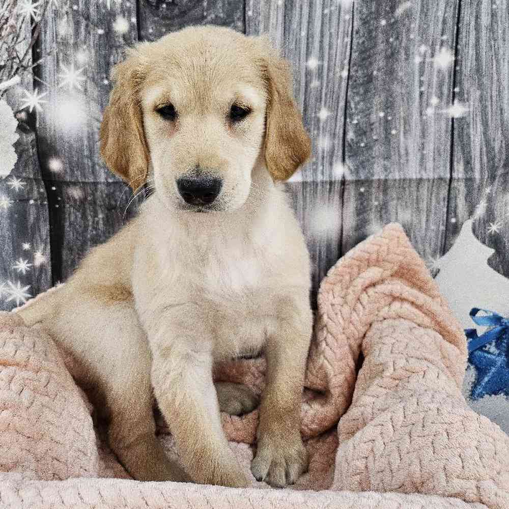 Female Golden Retriever Puppy for Sale in Monroeville, PA