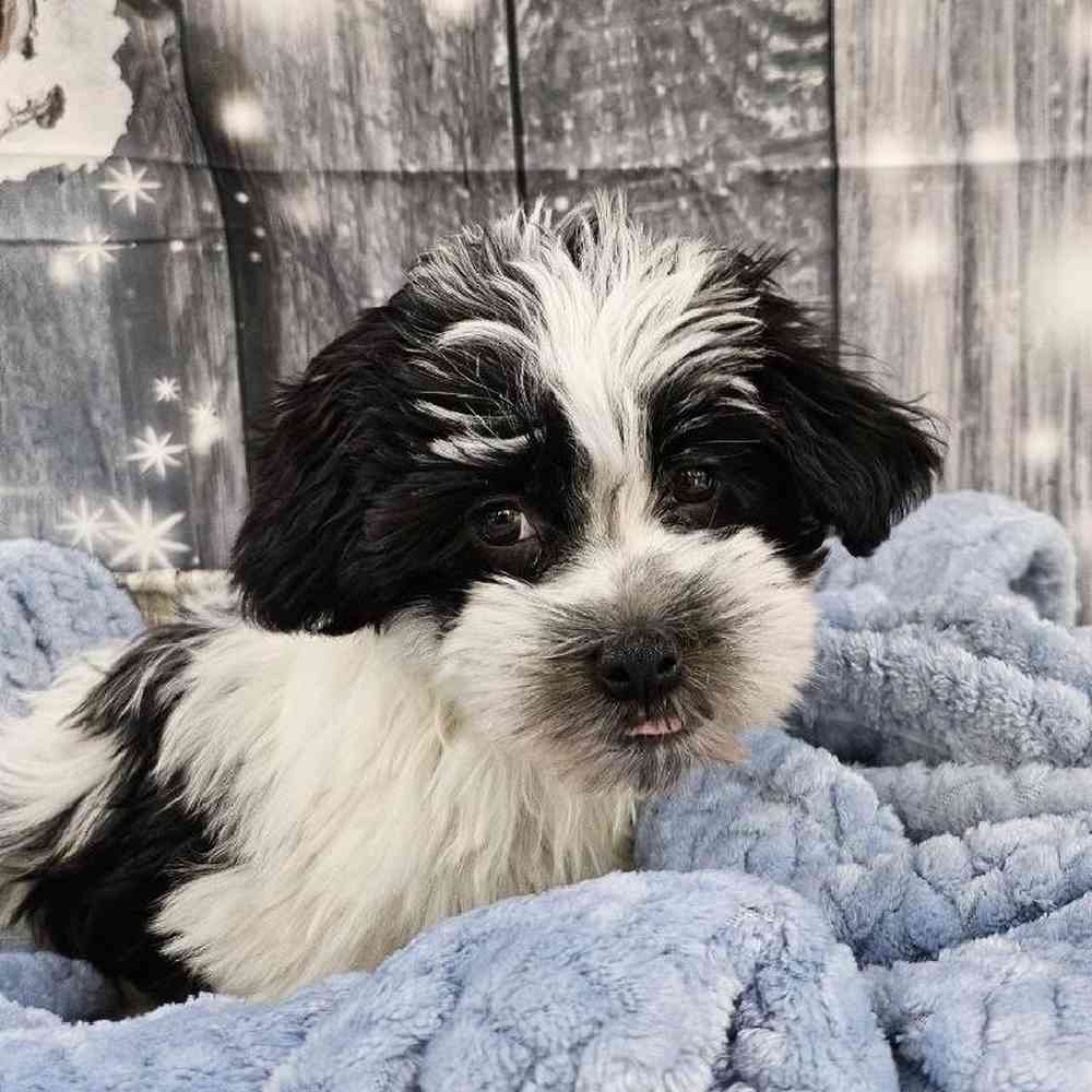 Male Havanese Puppy for Sale in Monroeville, PA