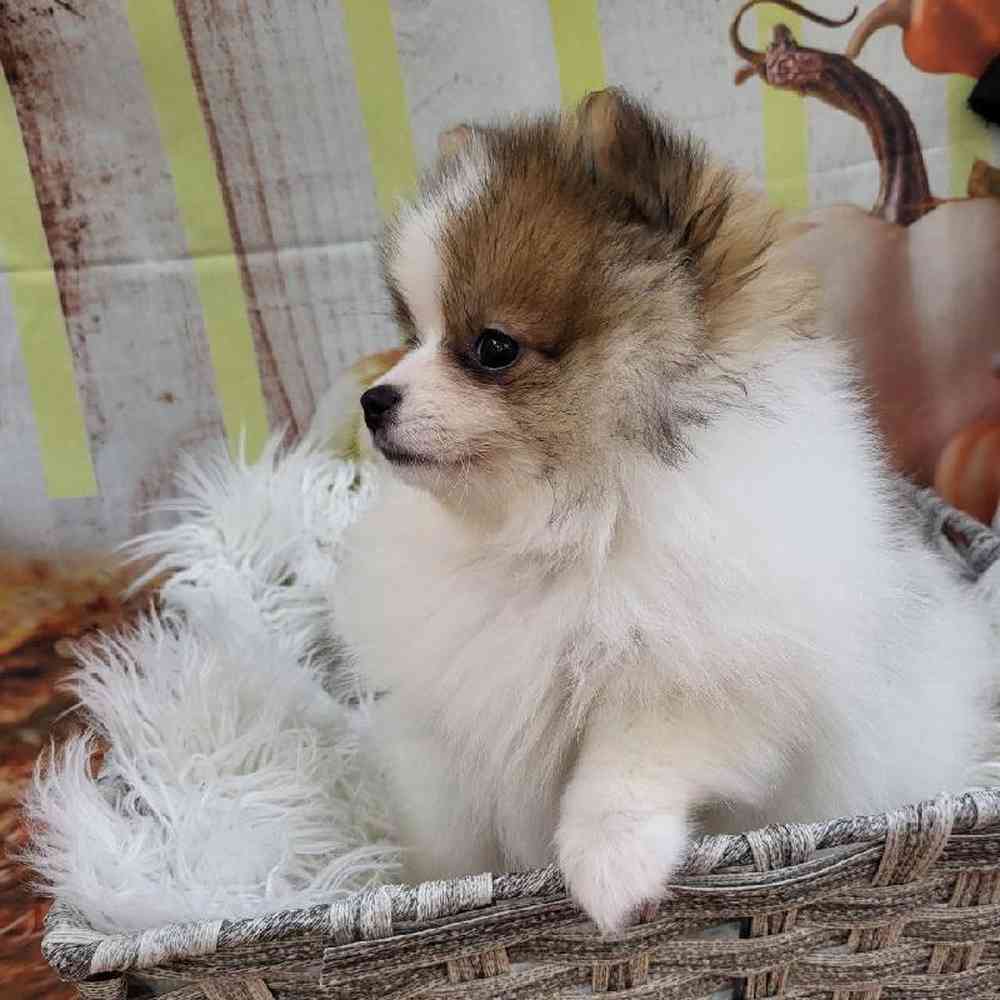 Female Pomeranian Puppy for Sale in Monroeville, PA