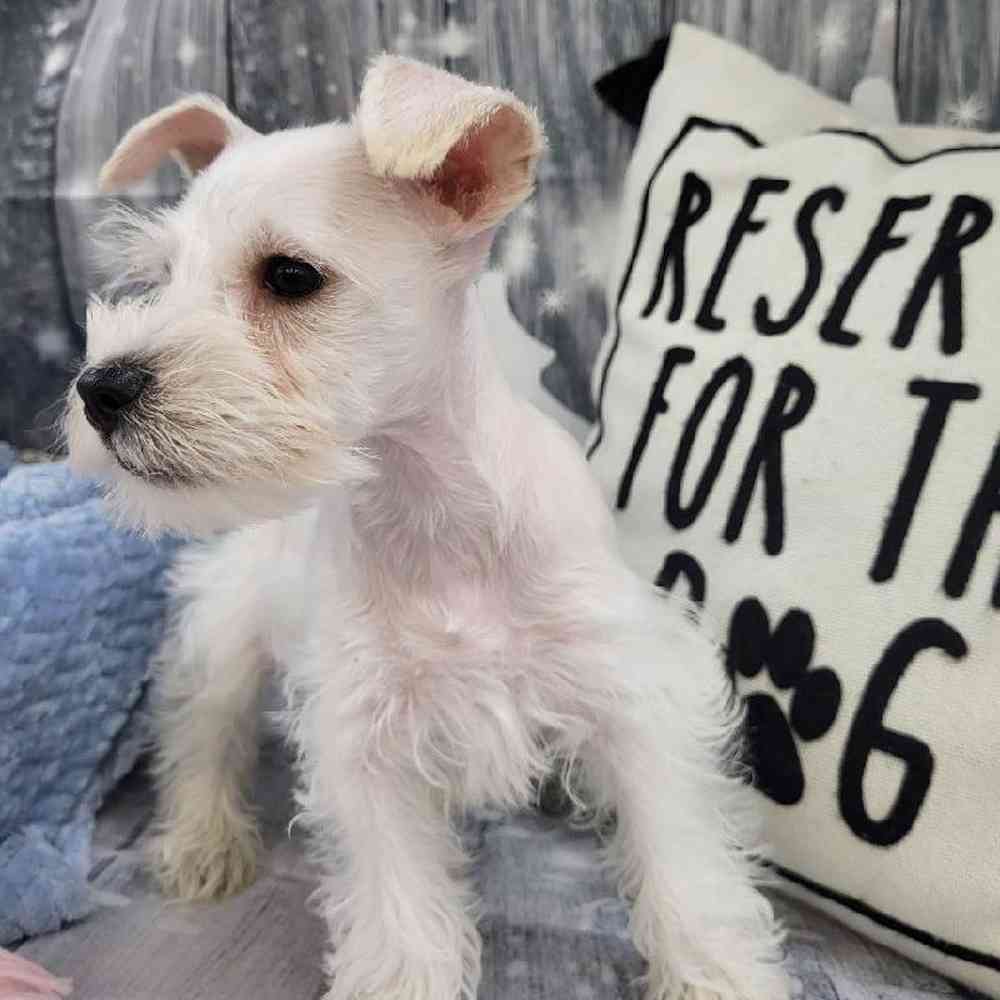 Male Mini Schnauzer Puppy for Sale in Monroeville, PA